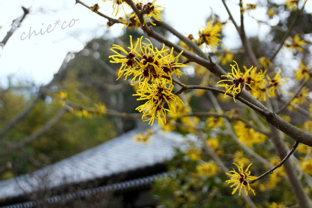 長谷寺-194