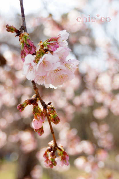 大寒桜。。