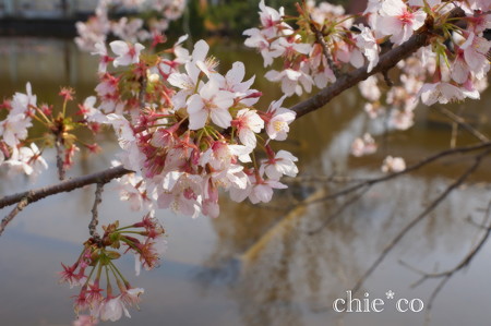 玉縄桜。。
