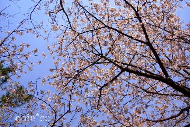 玉縄桜。。
