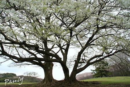大きな桜の樹の下で・・