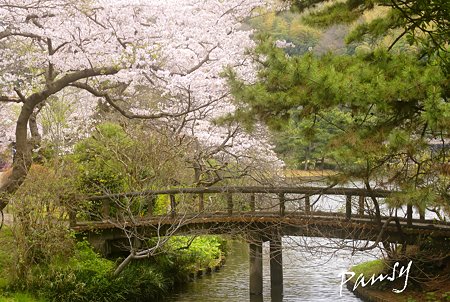桜咲く・・三渓園・・1