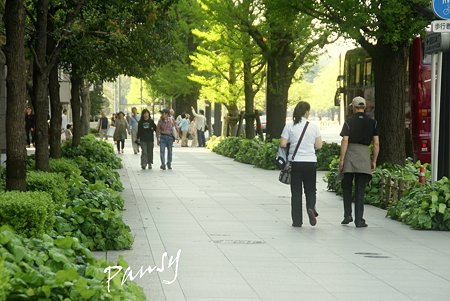 新緑の舗道・・marunouchi