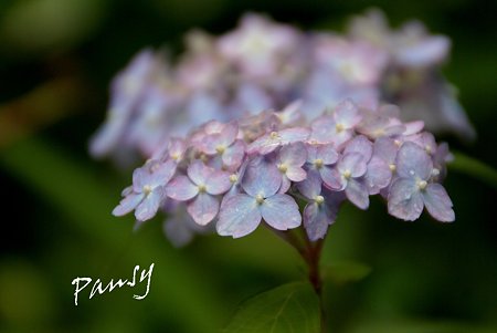 別子テマリ・・blue・・