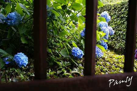 明月院 blue・・10