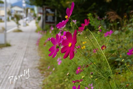 舗道に咲くコスモス・・