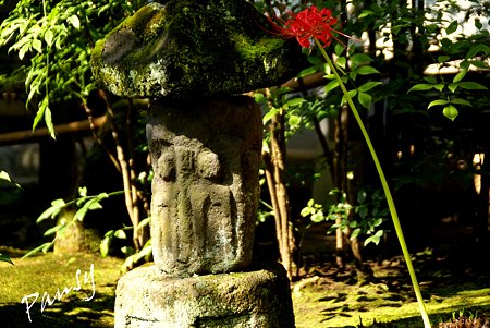鎌倉 曼珠沙華の彩・・2