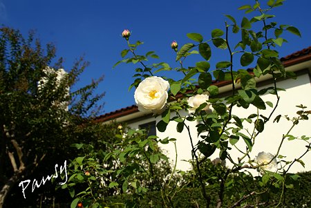 10月の港の見える丘公園・・11