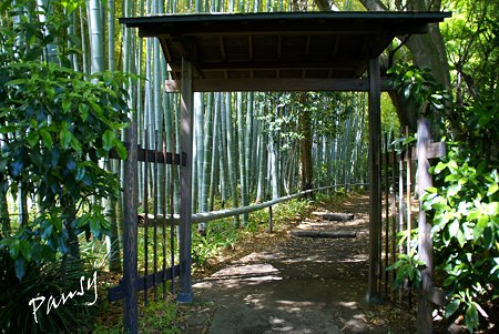 若竹の林へ・・
