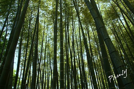 若竹いろの直線・・