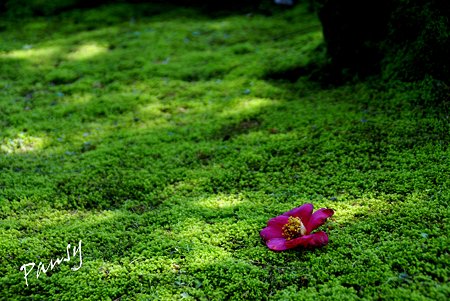 苔に惹かれて・・3