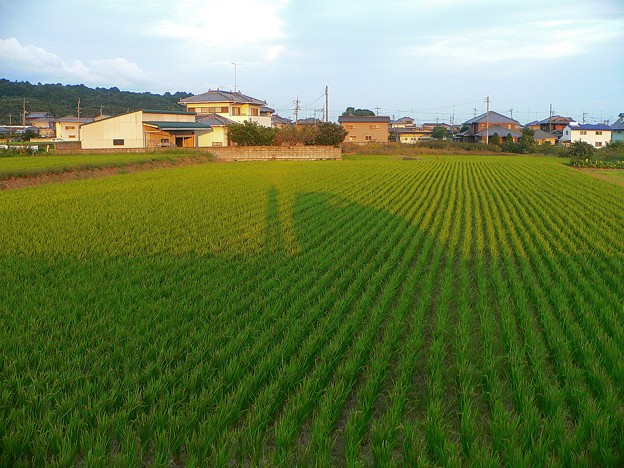 田んぼ・夕日を浴びて・・・。