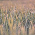 夕日でキラキラ