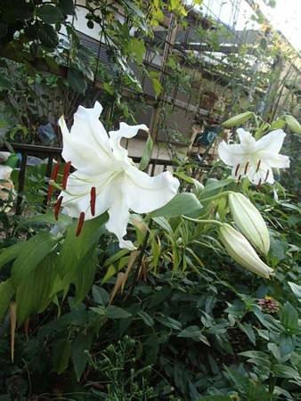 7.16 カサブランカ