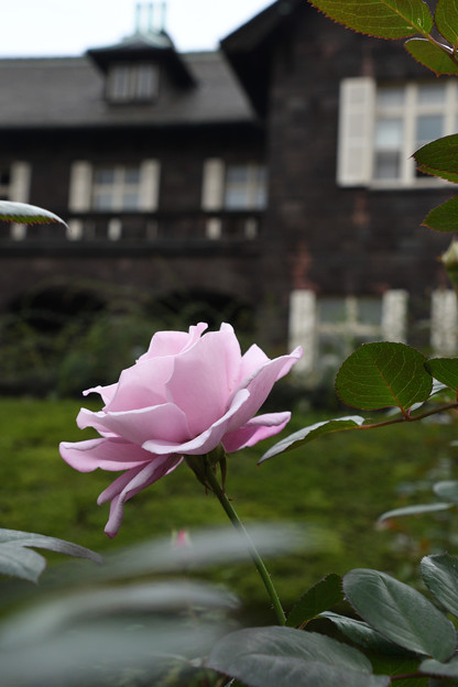 旧古河庭園の薔薇３