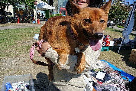 愛かわらず抱っこ犬の姫♪