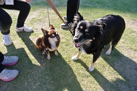 2頭目迎えたんだって~~!
