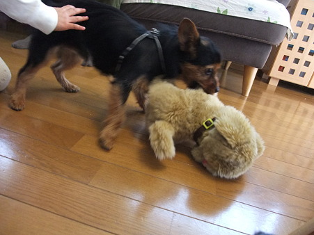 電動の犬と格闘