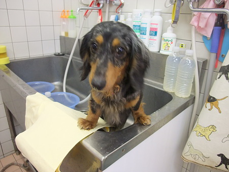 Re:Startの保護犬