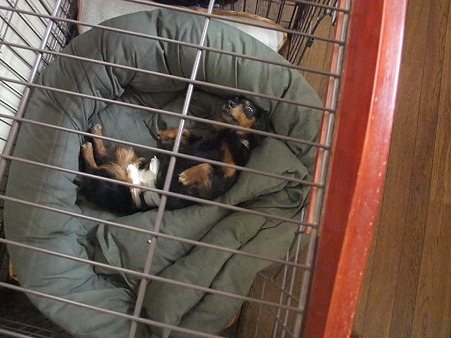 何故か保護犬みんな、このゲージが好き