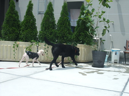 大きな犬も平気です