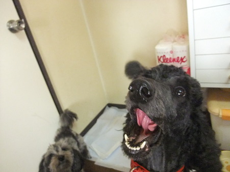 ギャー