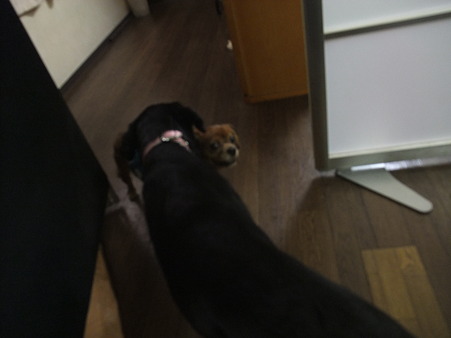 遊べる相手みっけ♪ by葵