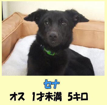 セナ君
