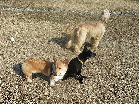 保護犬組み