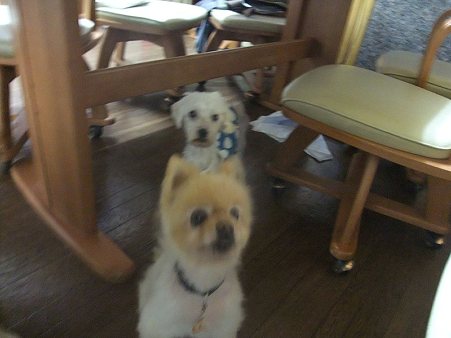 ポンがまた来た