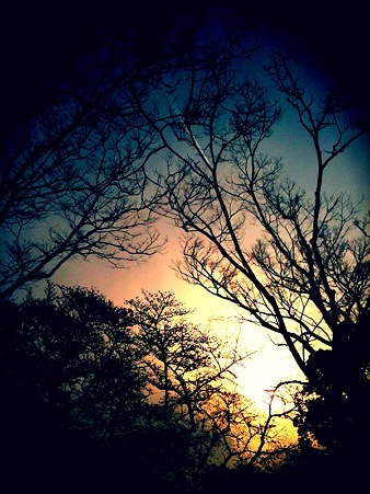 hanami04