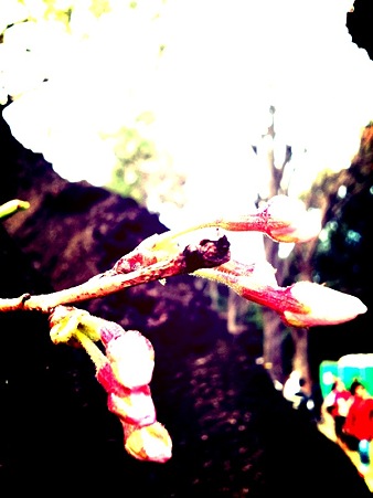 hanami05