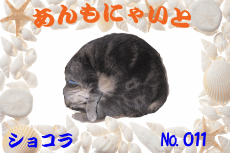 ショコラくんあんもにゃいと640×426