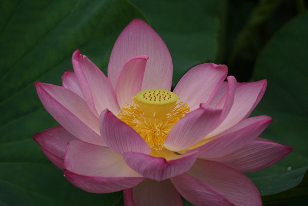 蓮の花!140721