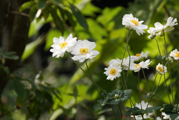 清楚な八重咲きの秋明菊の花、北鎌倉14!