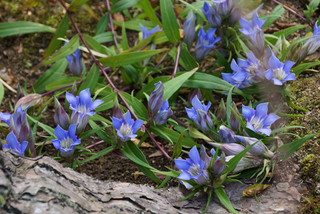 リンドウの花咲く、海蔵寺14!