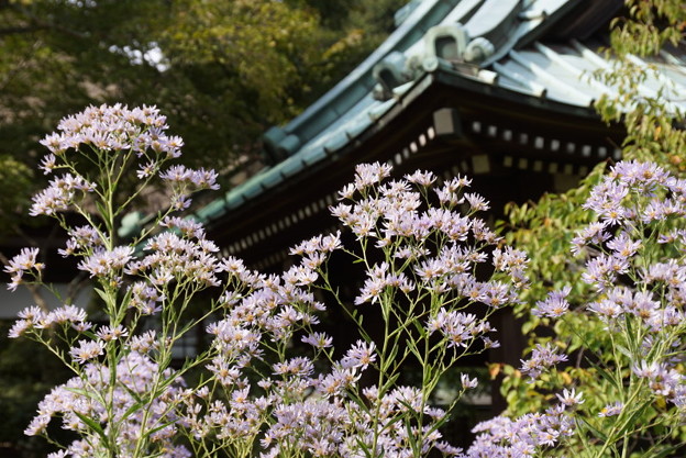 紫苑咲く、海蔵寺14!
