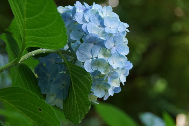 紫陽花の横顔20160710