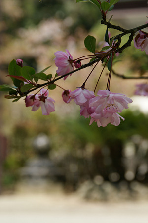 ピンクの海棠の花!(100411)