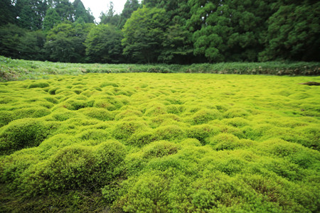 笹倉湿原 (9)