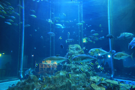 足摺海洋館 (5)