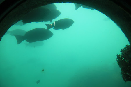 足摺海底館 (1)