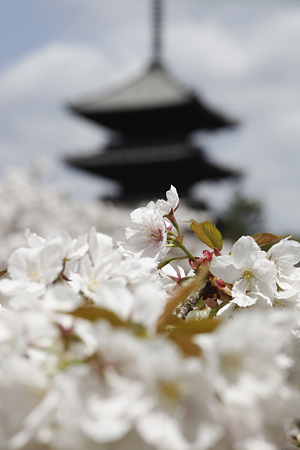 仁和寺 - 08