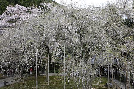 常照皇寺 - 18