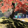 Photos: もみじ