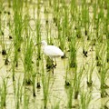 そっと逃げるコサギ