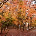 紅葉の散歩道