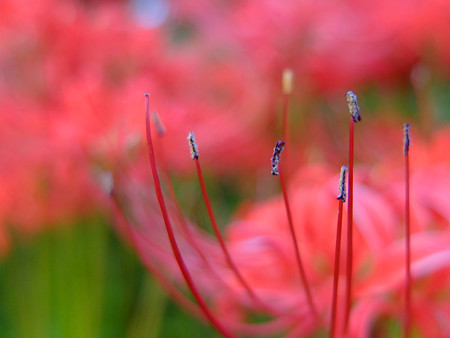 DSCF6635
