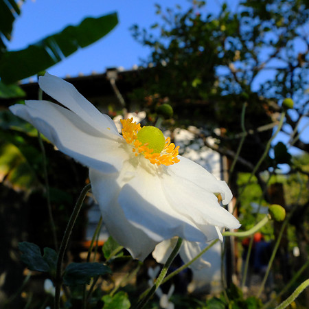 DSCF8381