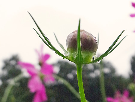R0027085